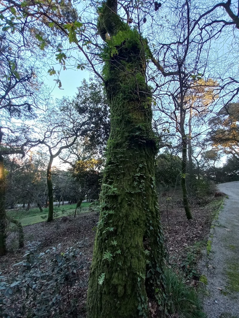 Parque Canino da Quinta do Covelo - foto 3