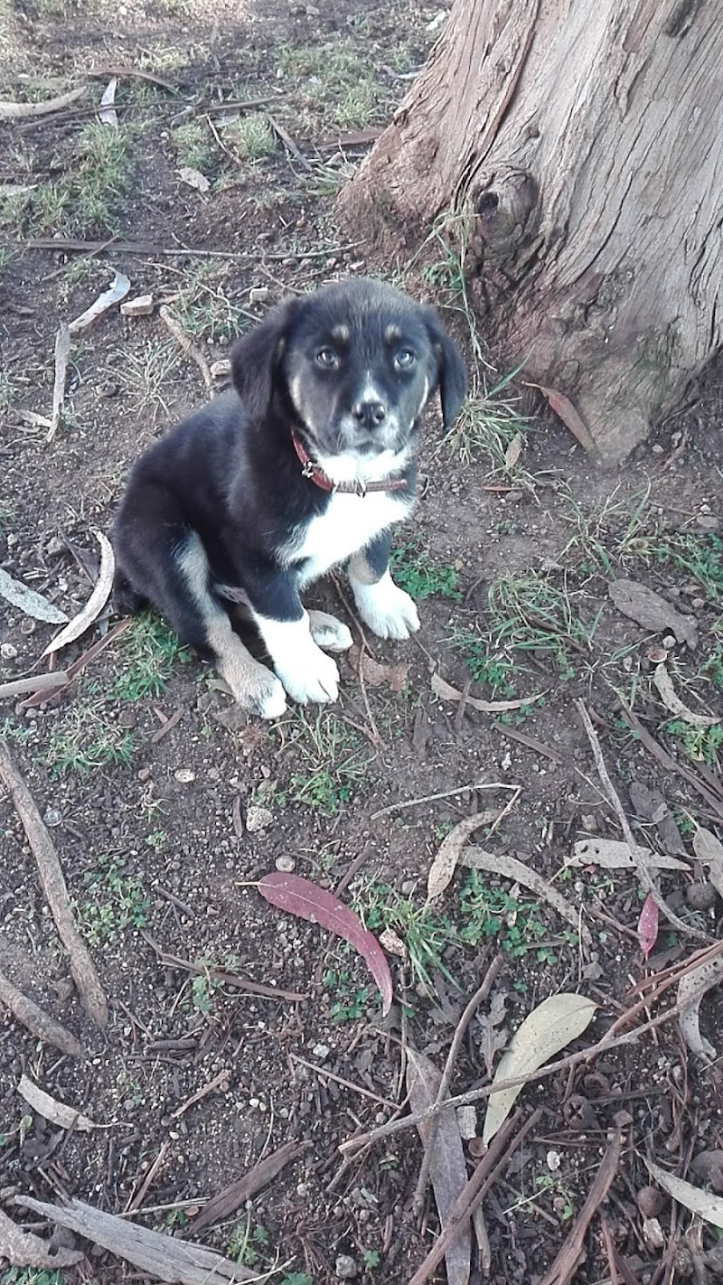 Parque Canino de São Marcos