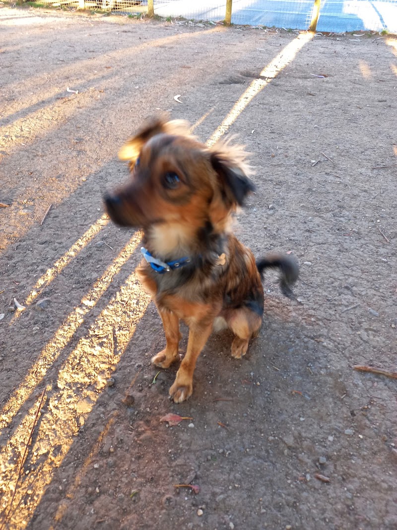 Parque Canino de São Marcos - foto 5