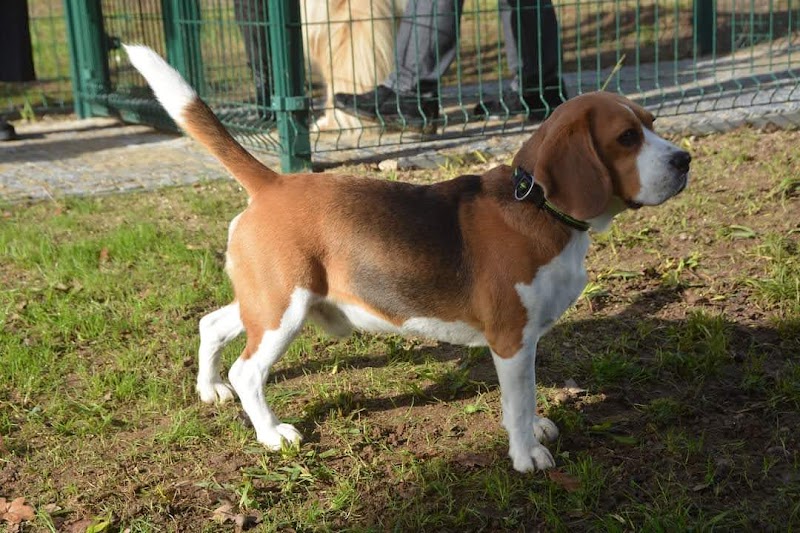 Parque canino de Moreira da Maia - foto 5