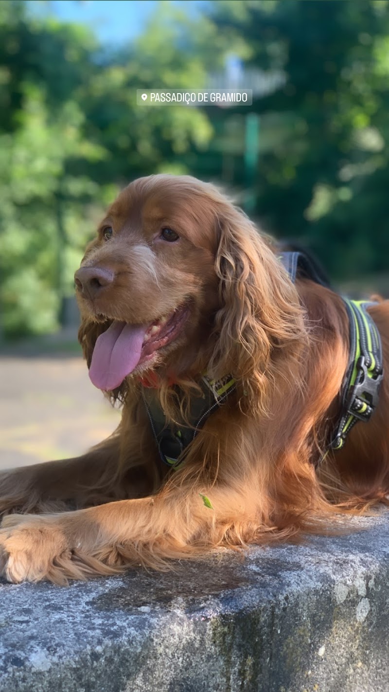 Parque Canino - Quinta do Passal - foto 2