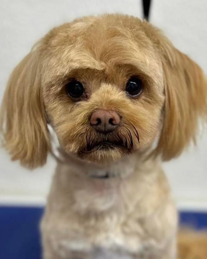 VIDANIMAL RAÇÕES, LDA. - foto 3