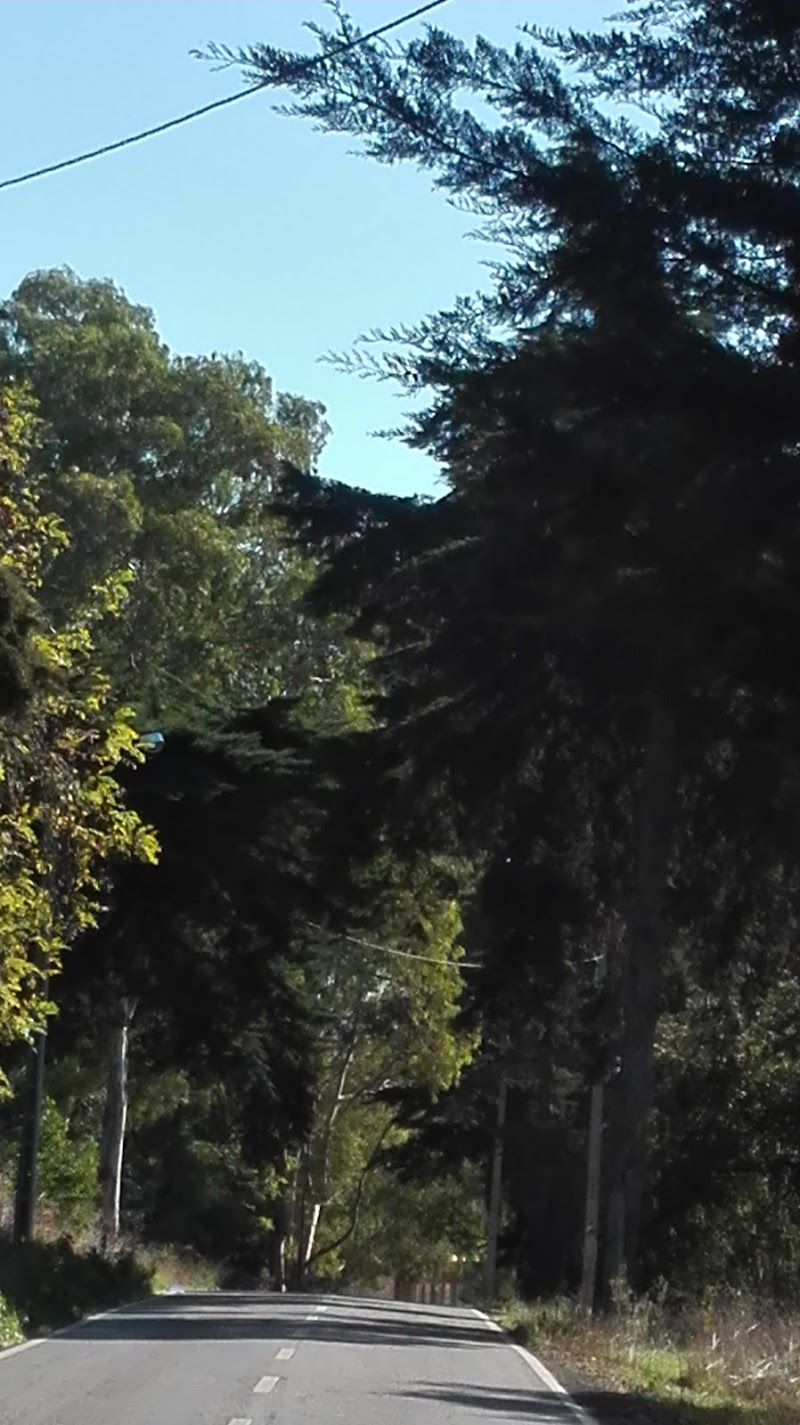 Parque Canino - foto 5