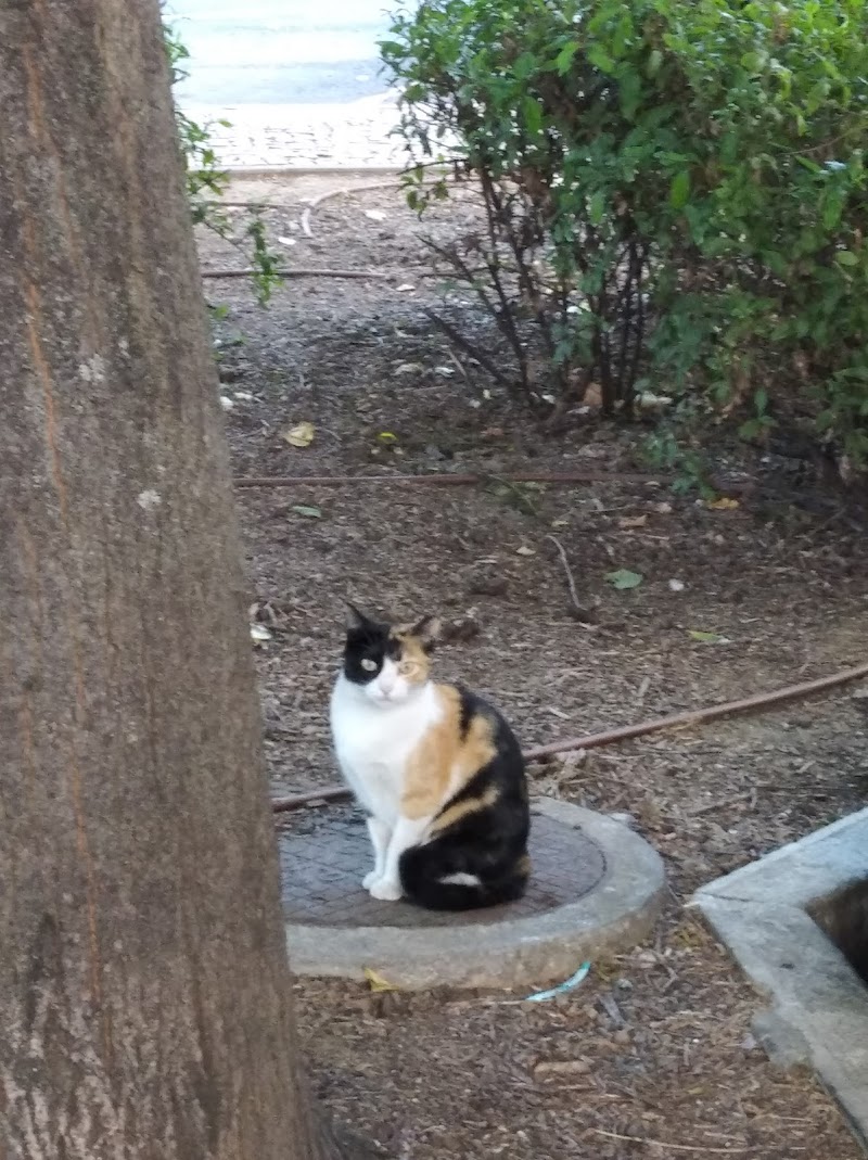 Parque Canino - foto 5