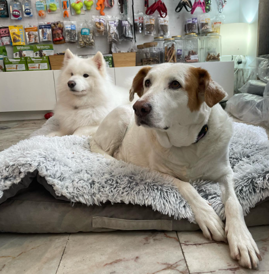 Patudaria Pet Shop - foto 4
