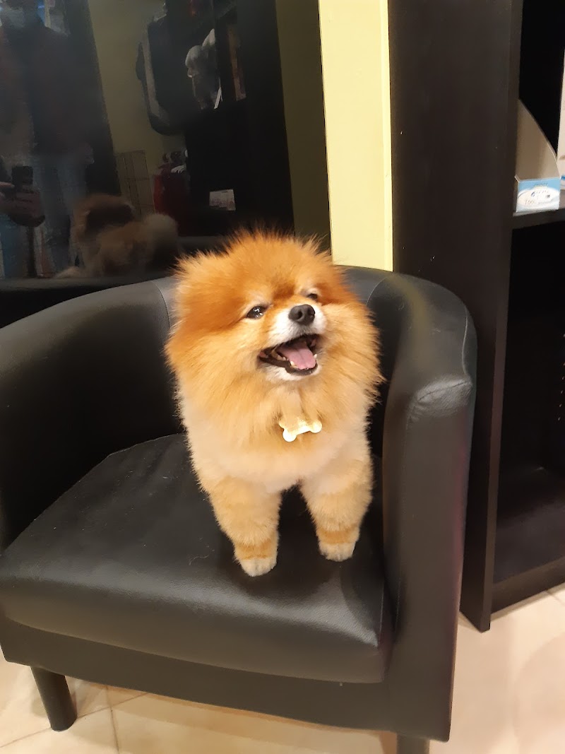 Buddy's Pet Shop - foto 4