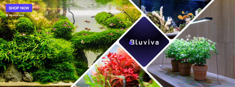 Bluviva