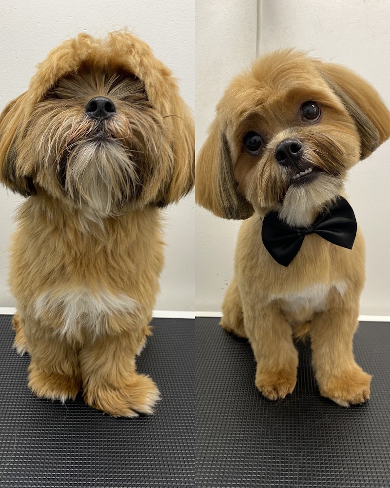 Kingdom PetShop - foto 4