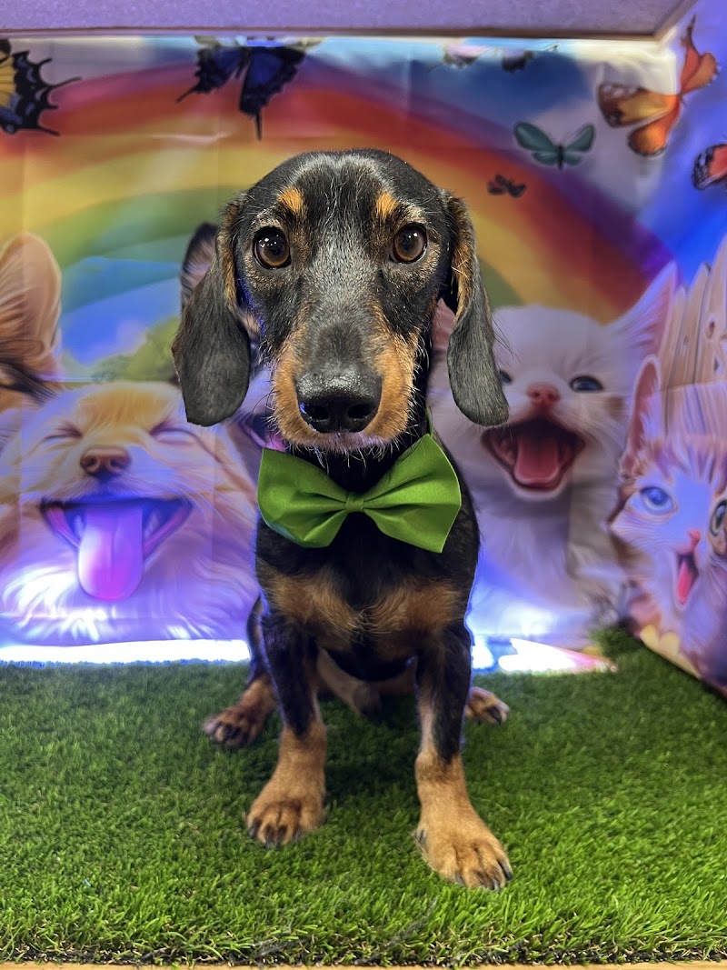 Kingdom PetShop - foto 5