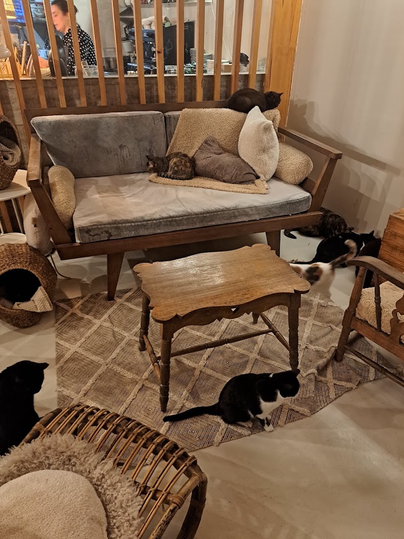 O Porto dos gatos - foto 5