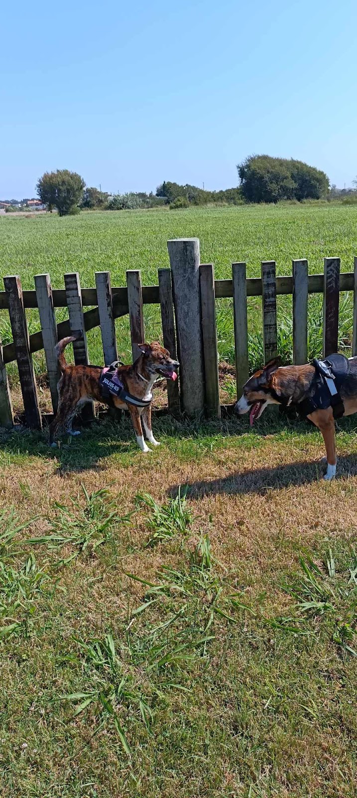 Parque canino da Gafanha da Encarnação - foto 3