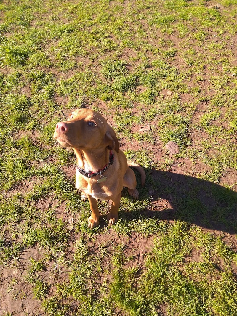 Parque Canino das Colinas do Cruzeiro - foto 3