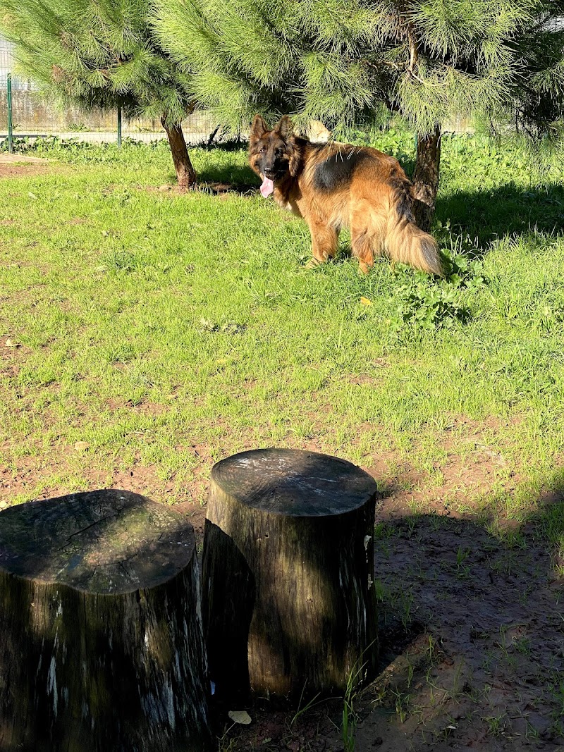 Parque Canino das Colinas do Cruzeiro - foto 5