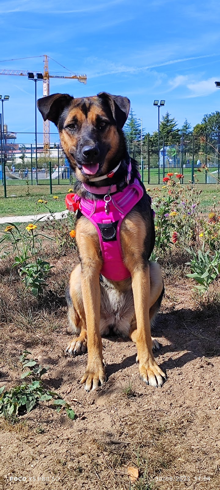 Parque Canino de Fânzeres - foto 2