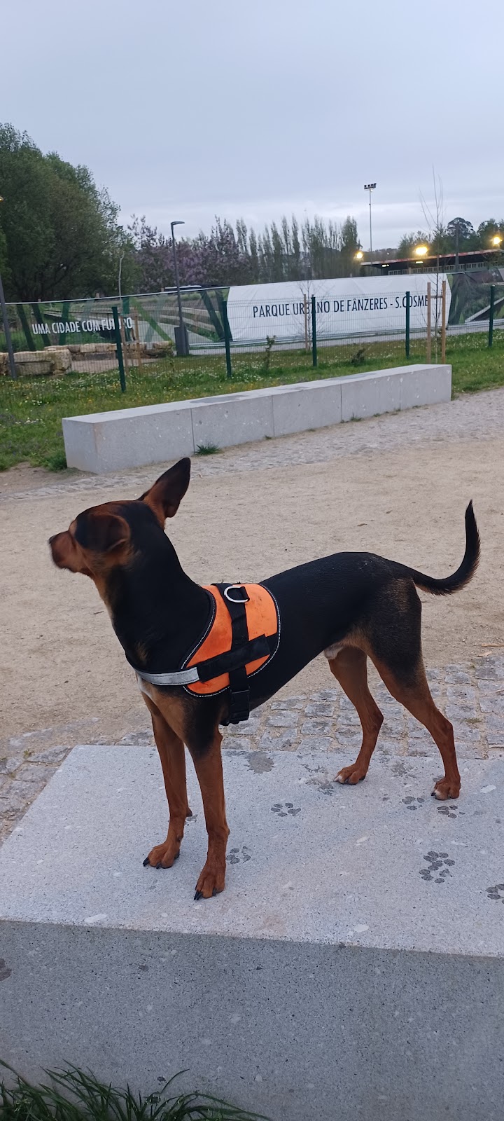 Parque Canino de Fânzeres - foto 3