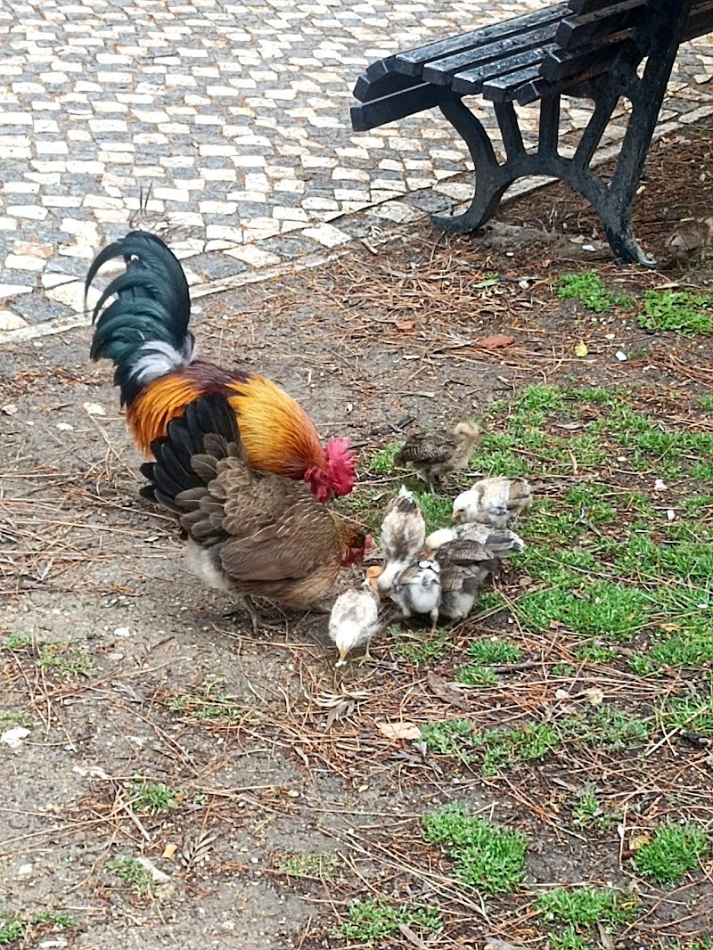 Parque Canino - foto 2