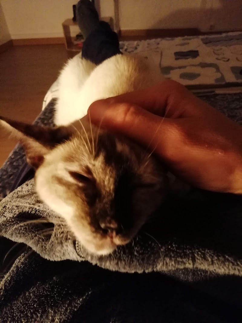 Consultório Veterinário de Gaia - foto 2