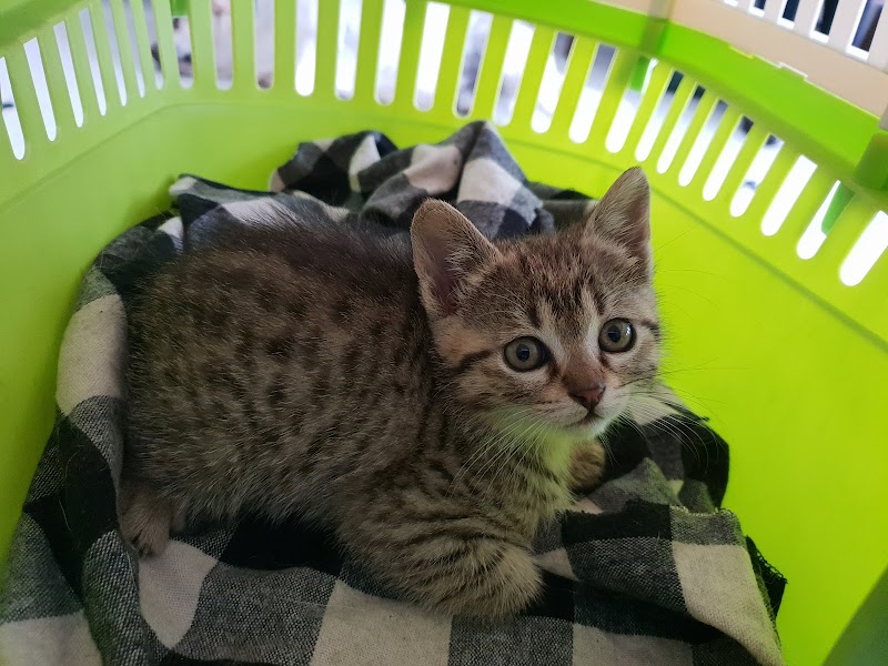 Consultório Veterinário de Gaia - foto 3