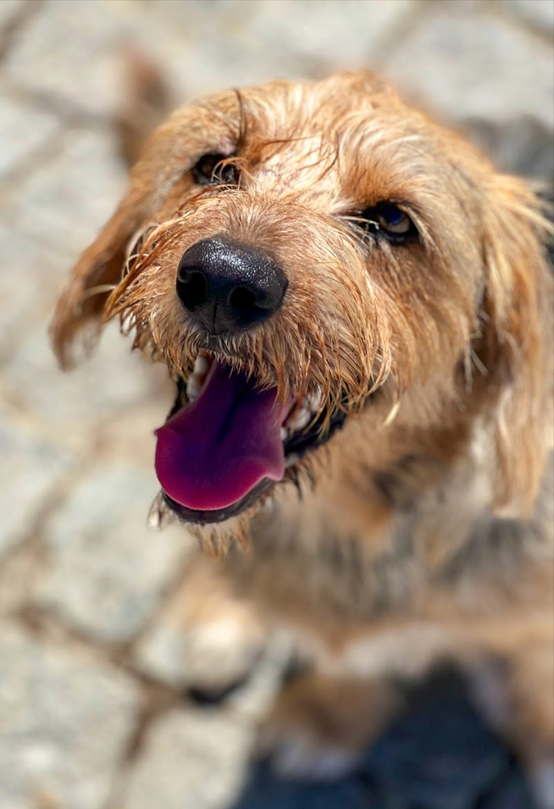 Pets & Family Creche Canina - Maia - foto 3