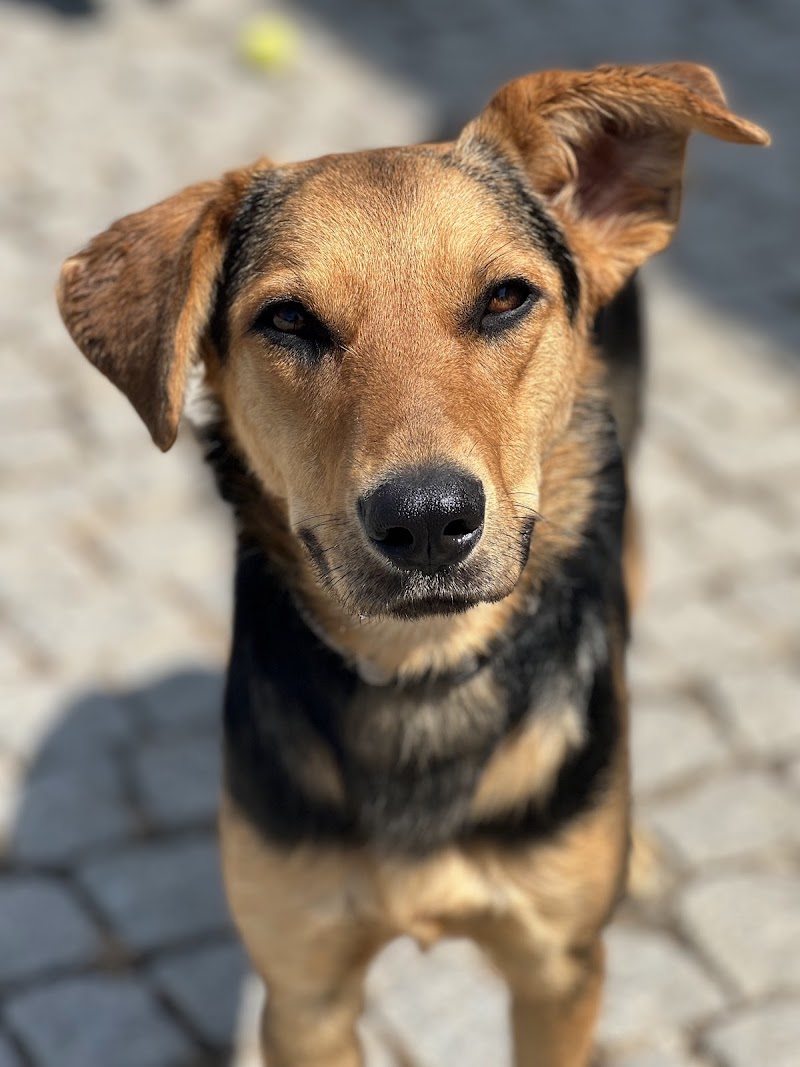 Pets & Family Creche Canina - Maia - foto 4
