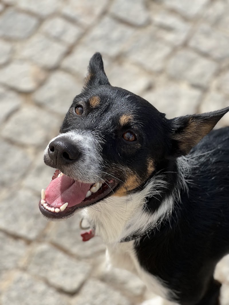 Pets & Family Creche Canina - Maia - foto 5