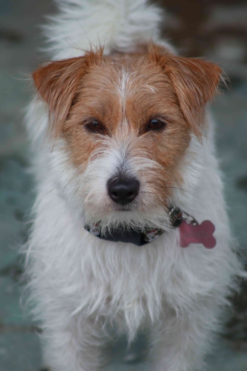 Pets & Family Creche Canina - Porto - foto 2