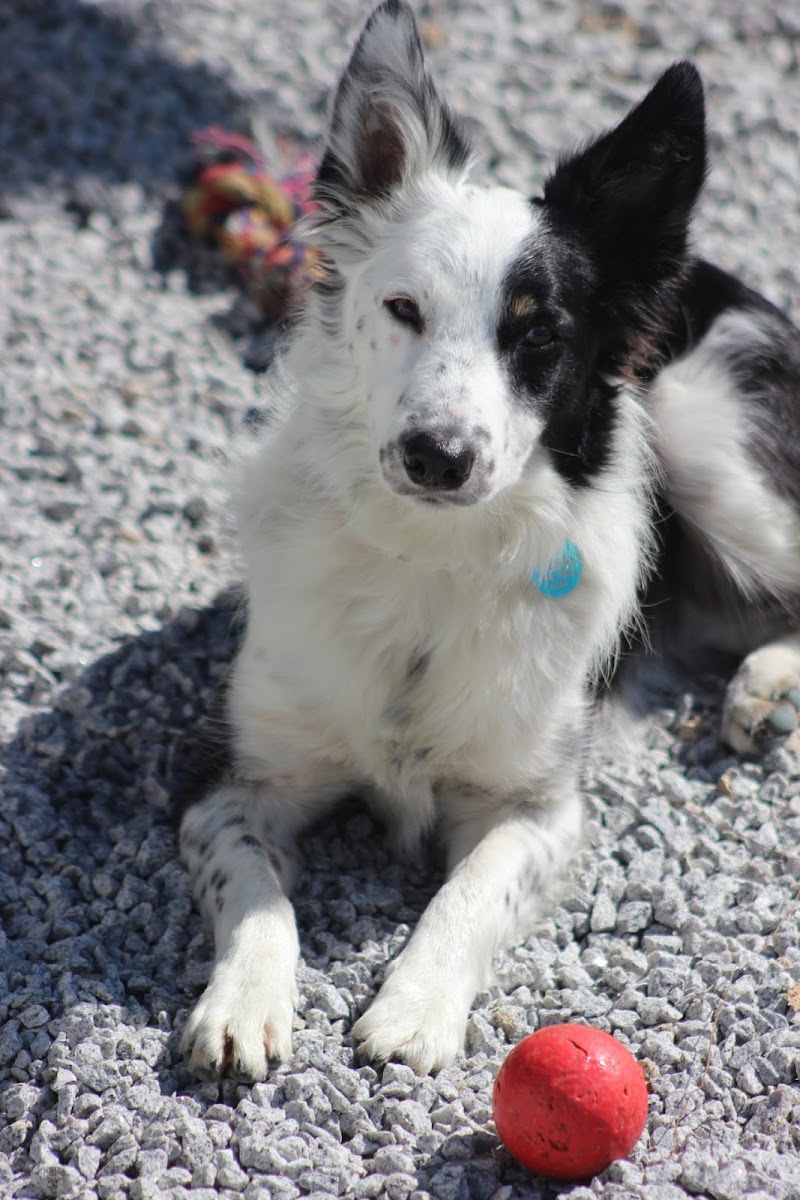 Pets & Family Creche Canina - Porto - foto 4