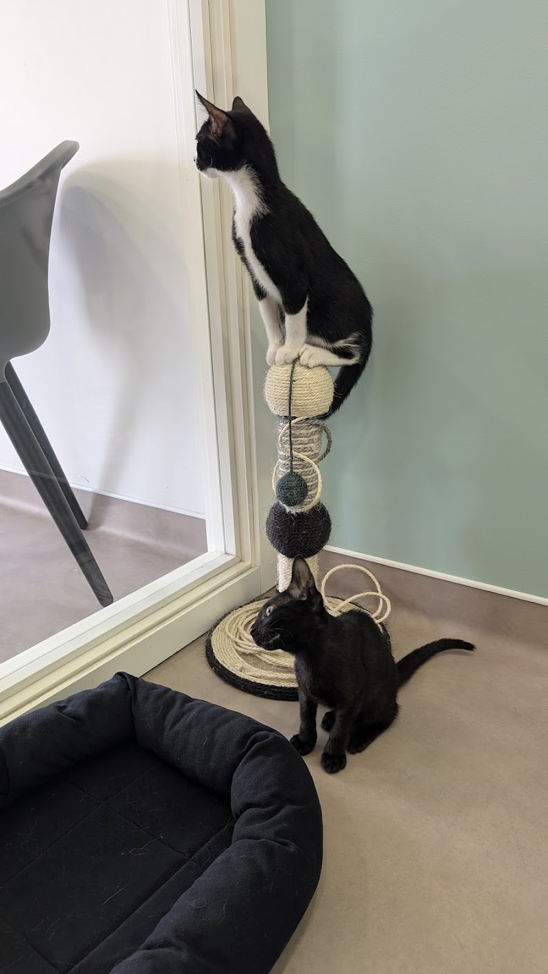 City Pets - consultório veterinário - foto 4