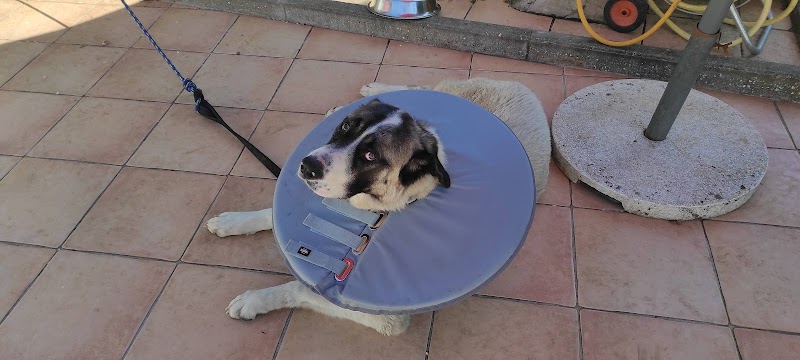 Veterinário Amicão