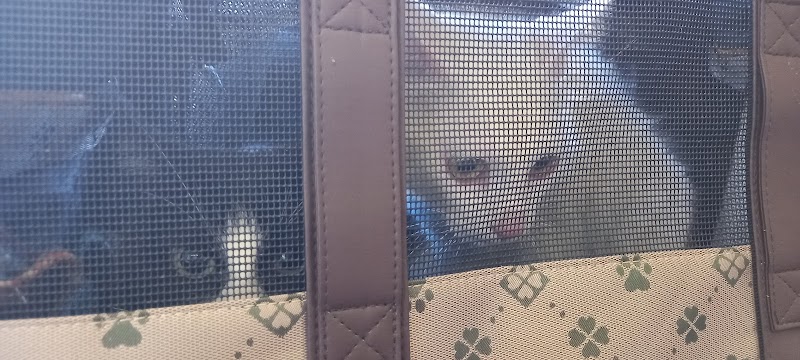 Veterinário Amicão - foto 2