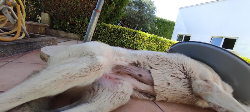Veterinário Amicão - foto 3