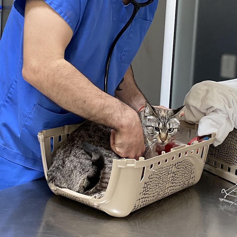Veterinário Amicão - foto 4