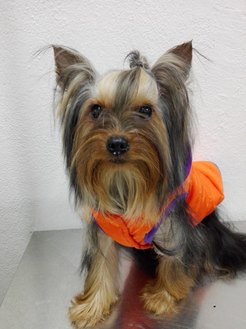 Clínica Veterinária de Mafamude - Dr. Eduardo Correia, Lda - foto 2