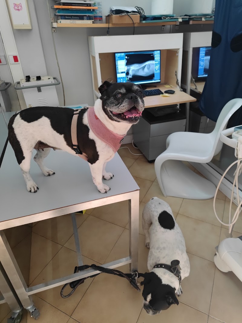 Clínica Veterinária de Mafamude - Dr. Eduardo Correia, Lda - foto 3
