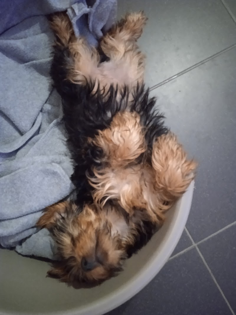Clínica Veterinária de Mafamude - Dr. Eduardo Correia, Lda - foto 4