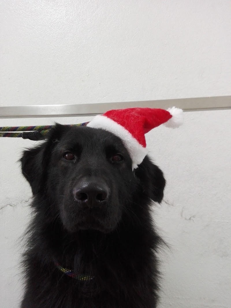 Clínica Veterinária de Mafamude - Dr. Eduardo Correia, Lda - foto 5