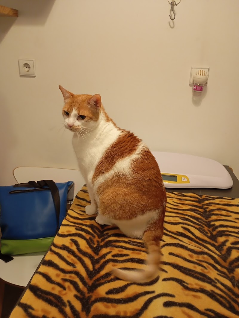 Língua de Gato Clínica Veterinária - foto 3