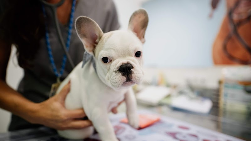 LEÇAVet - Clínica Veterinária