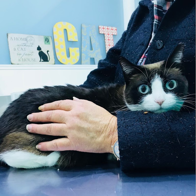 LEÇAVet - Clínica Veterinária - foto 3