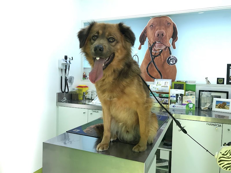 LEÇAVet - Clínica Veterinária - foto 4