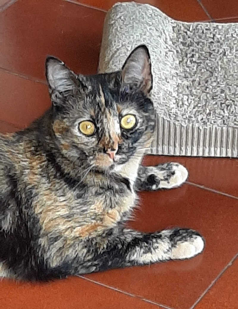 Norte Clínica Veterinária - foto 2