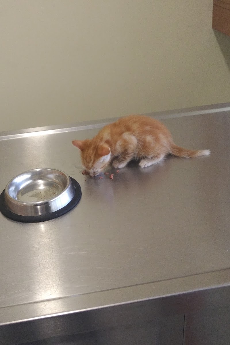 Norte Clínica Veterinária - foto 4
