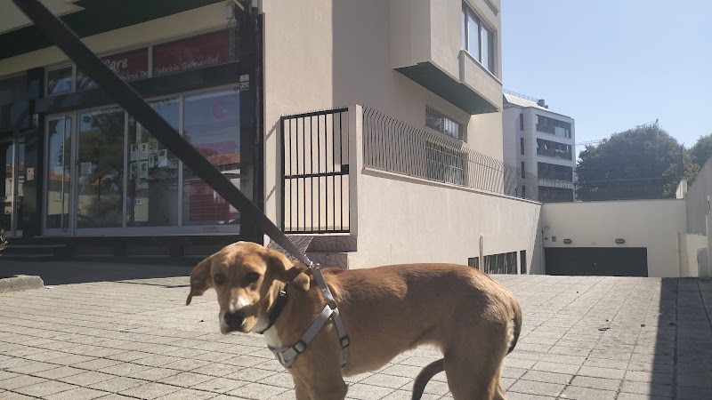 Clínica Veterinária Dra Patrícia Guimarães - foto 2