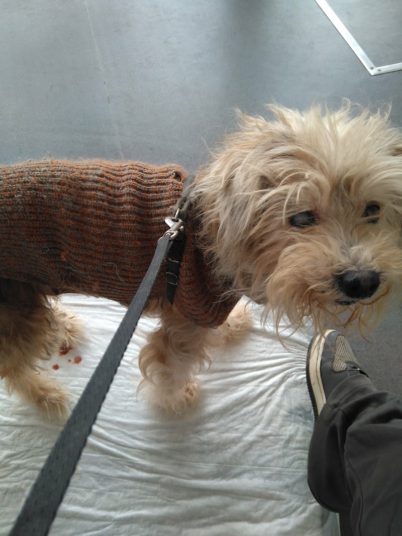 Clínica Veterinária Dra Patrícia Guimarães - foto 5
