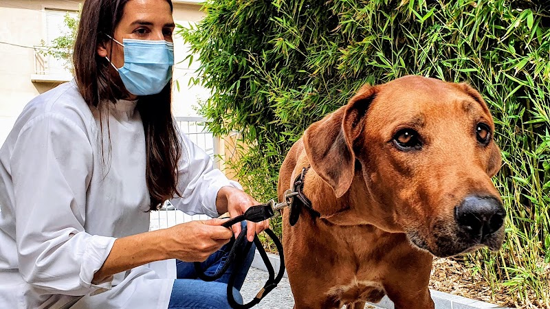 Hospital Veterinário Dr.Francisco Corrêa Cardoso, Lda.