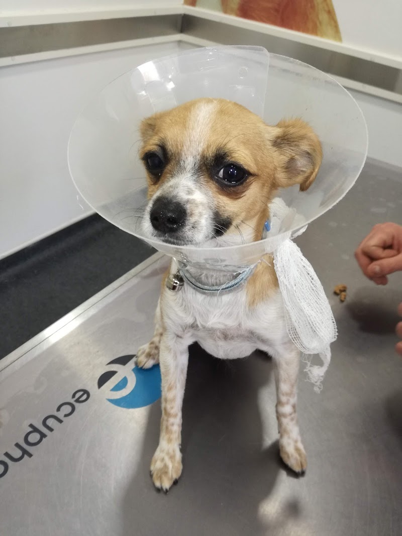 HVG - Hospital Veterinário de Gaia - foto 3