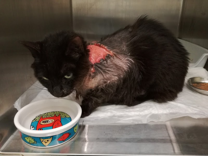 AniCura CHV Porto Hospital Veterinário | Urgências 24h - foto 3