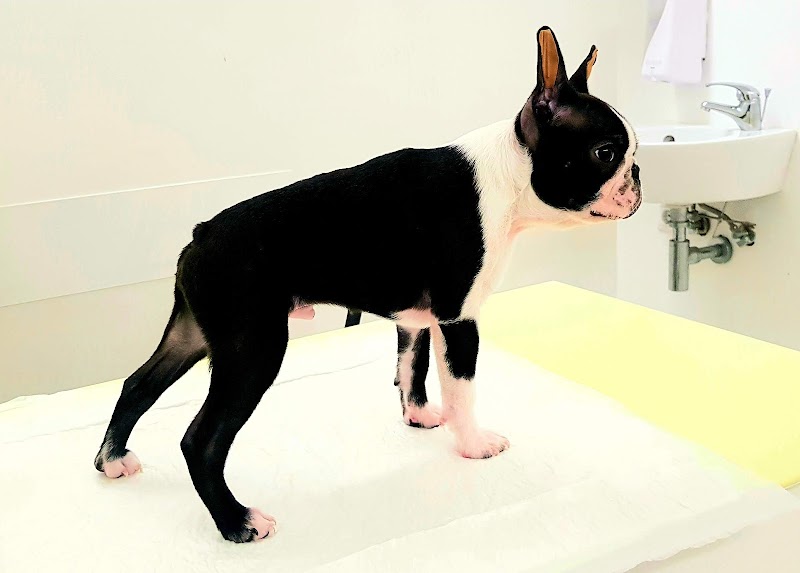 AniCura CHV Porto Hospital Veterinário | Urgências 24h - foto 4