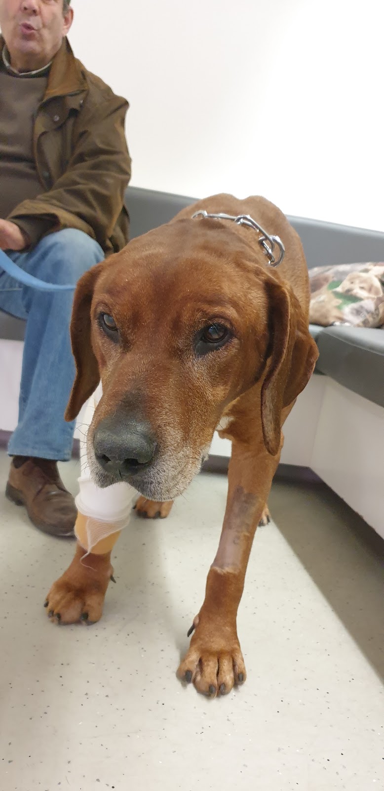AniCura CHV Porto Hospital Veterinário | Urgências 24h - foto 5