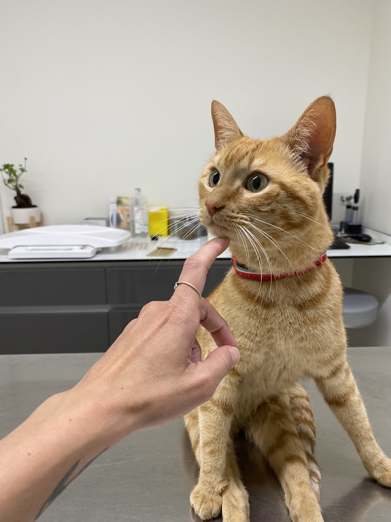 AniCura Santa Marinha Hospital Veterinário | Urgências 24h - foto 3